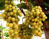 Продаем саженцы винограда урожайных сортов